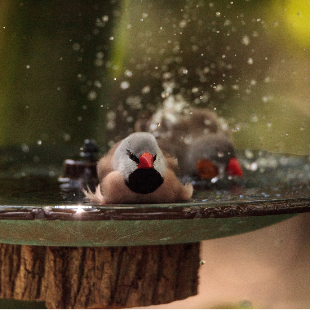 Birds enjoying the mini bird bath fountain