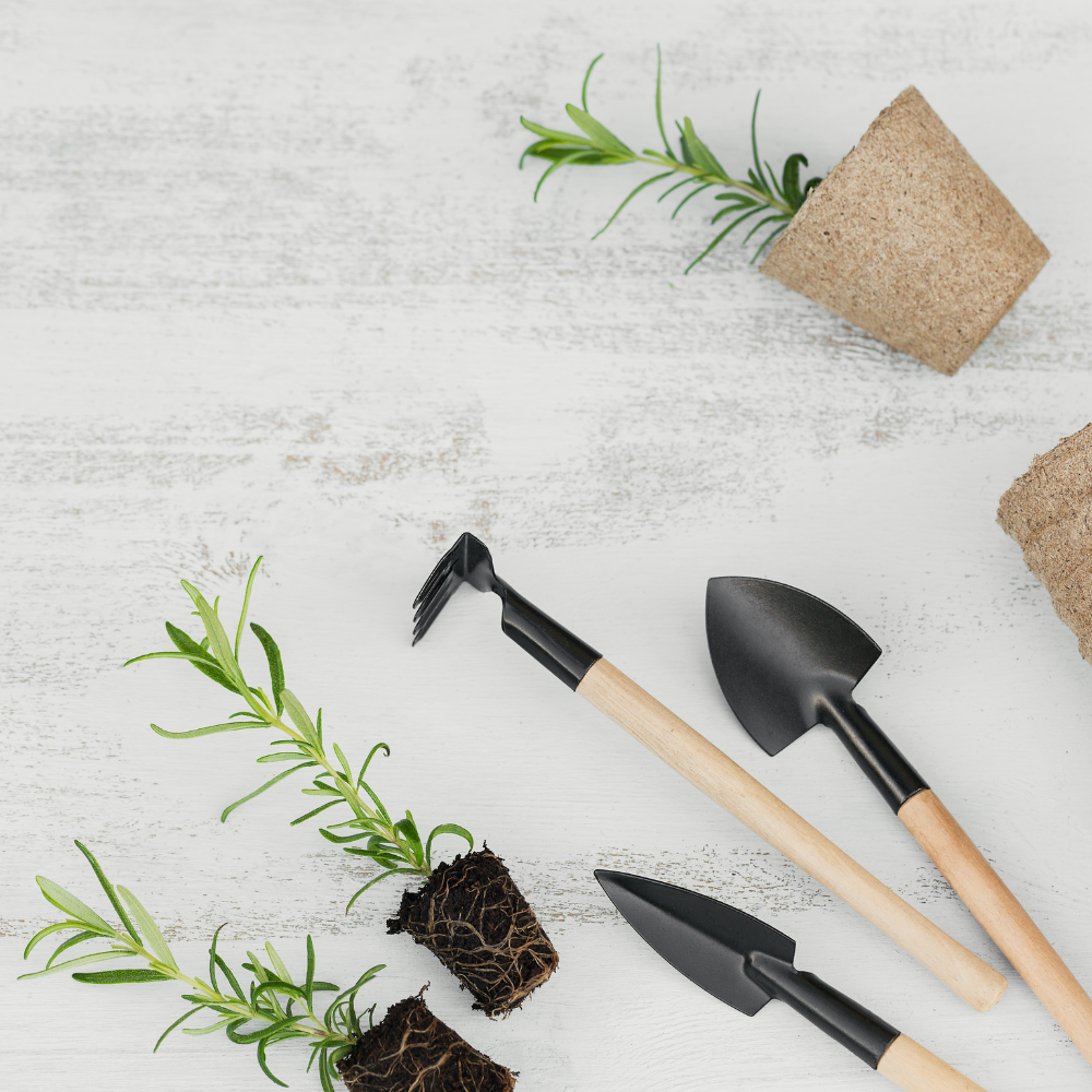 Flat lay of a few gardening tools with plants