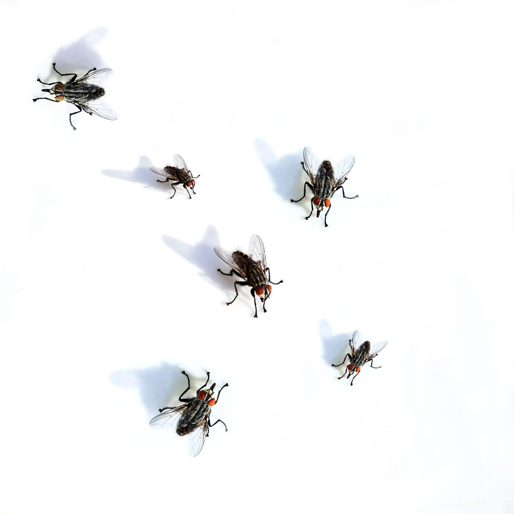 Flies scattered
