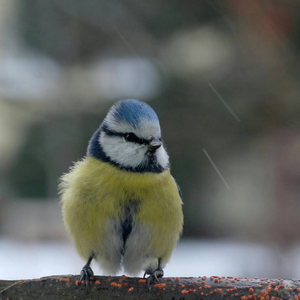 bird in the winter