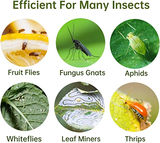 Reusable Dual-Sided Sticky Fly Traps 20 pcs