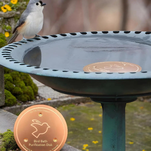 Bird perched on a bird bath with purification disks in a garden setting