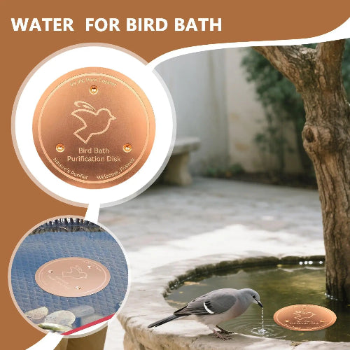 Bird bath purification disk with a bird drinking water in a natural setting