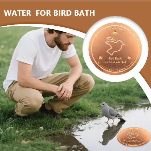 Man kneeling by a bird bath with a bird drinking water, promotional image for bird bath purification disks.
